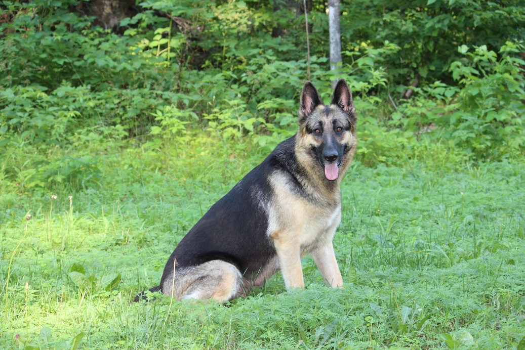 German Shepherd puppies for sale