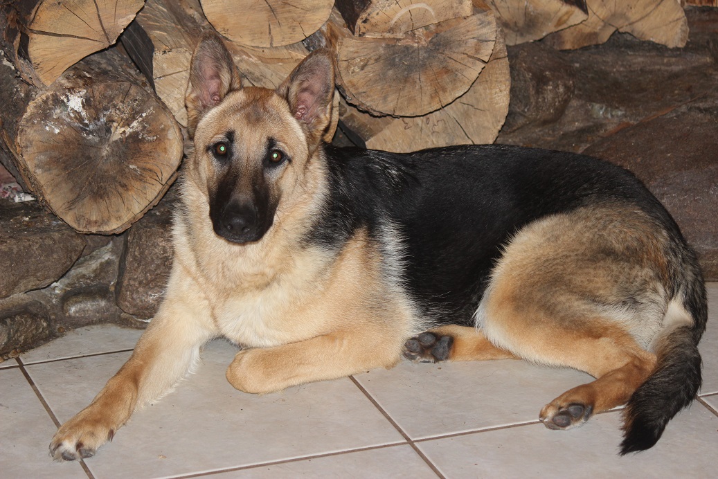 Browning Haus German Shepherd puppies are Top Of the line GSD's