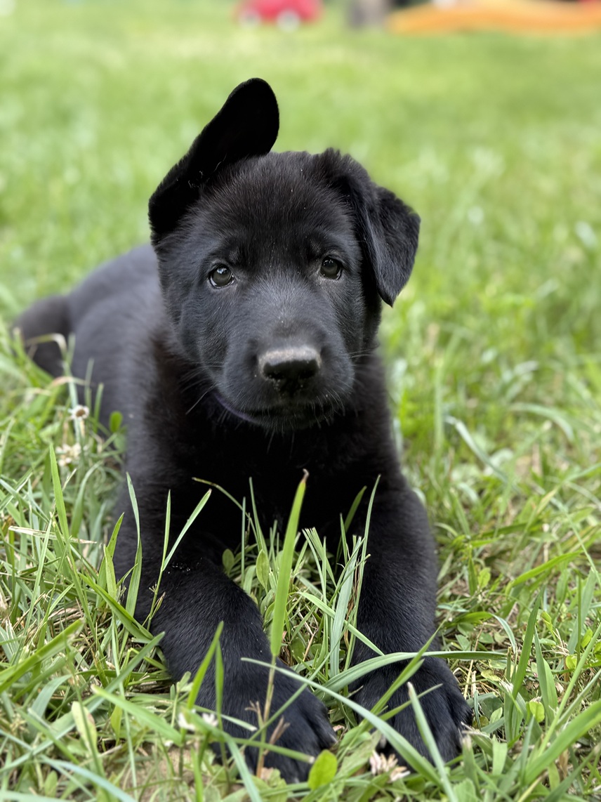 solid black german shepherd puppy for sale