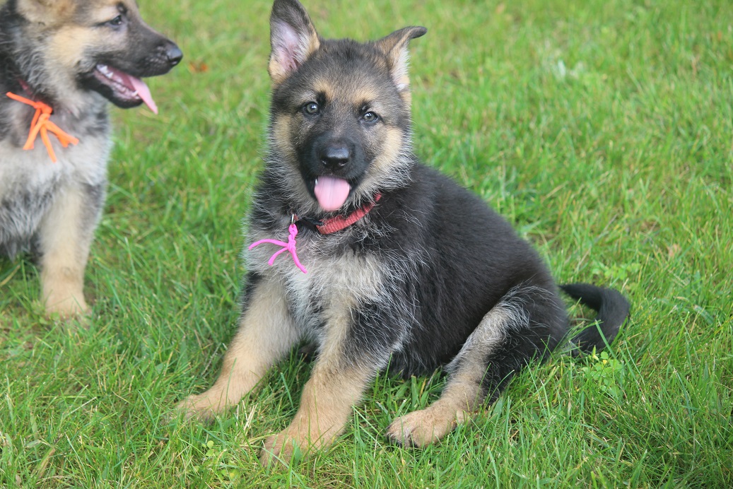 German Shepherd Breeder Michigan