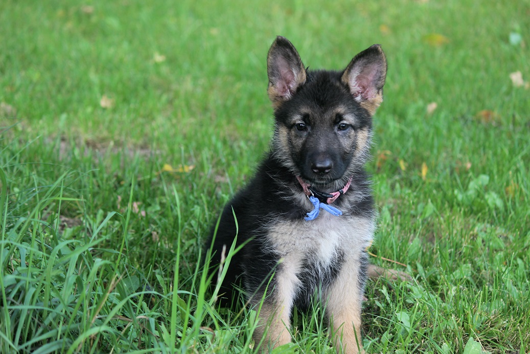 German Shepherd Breeder Michigan