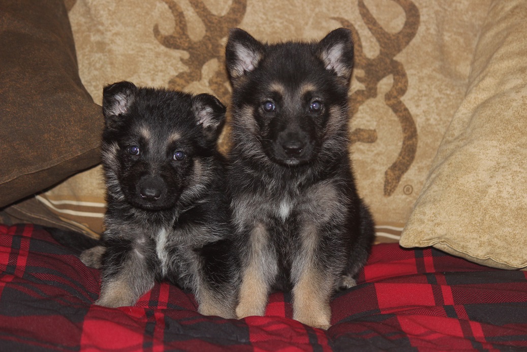 German Shepherd Breeders Michigan