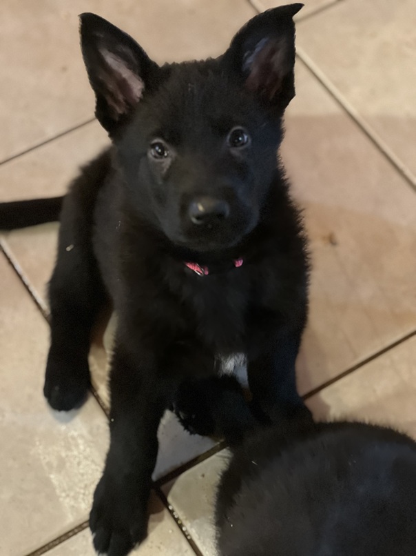 black germna shpehrd puppy for sale