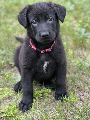 Browning Haus Black german shepherd puppy for sale