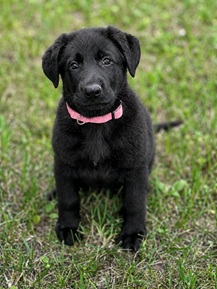 browning Haus German Shepherds has pups available today