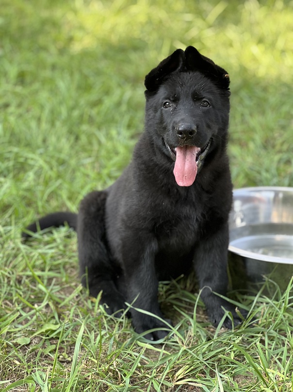 black German Shepherds from Browning Haus German Shepherds