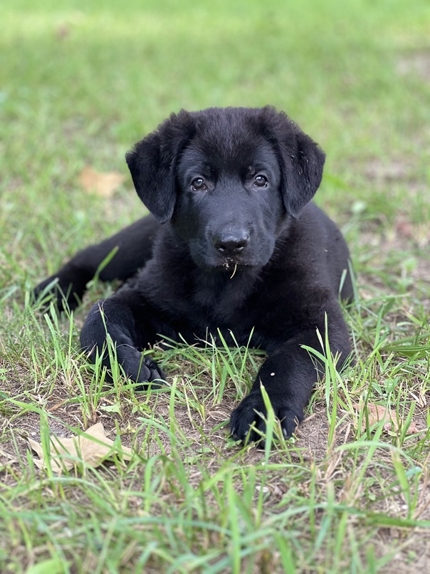 browning Haus German Shepherds has pups available today