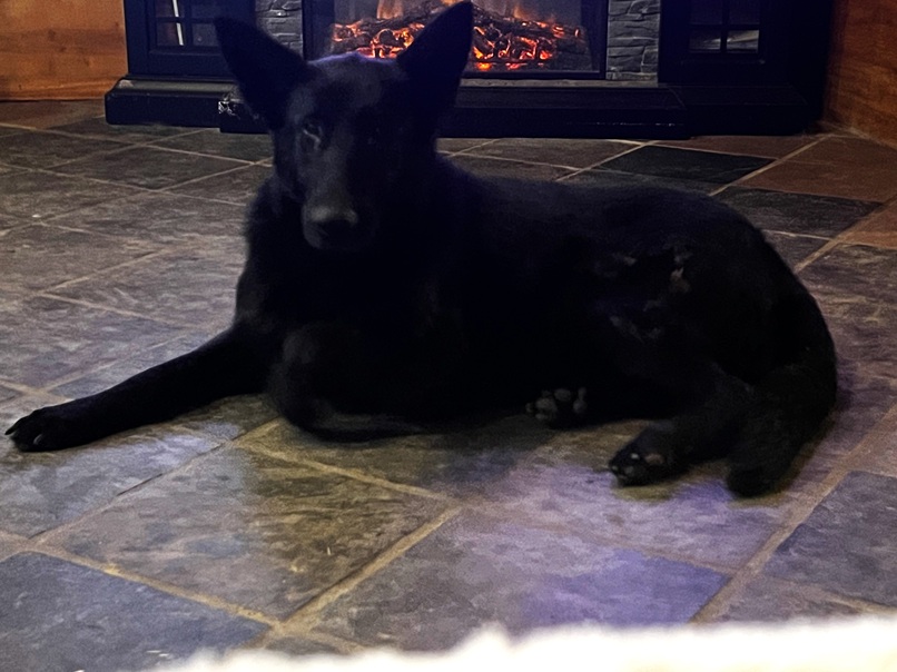 black german shepherd puppies for sale