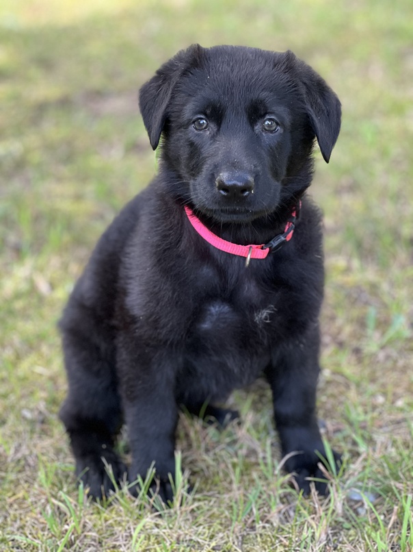 Black german shepherd puppies for sale from Browning Haus German Shepherds
