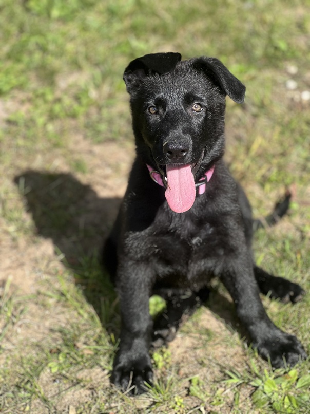 black german shepherd puppy for sale at Browning Haus